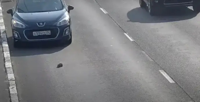 In the video, you can see plenty of people driving past the kitten
