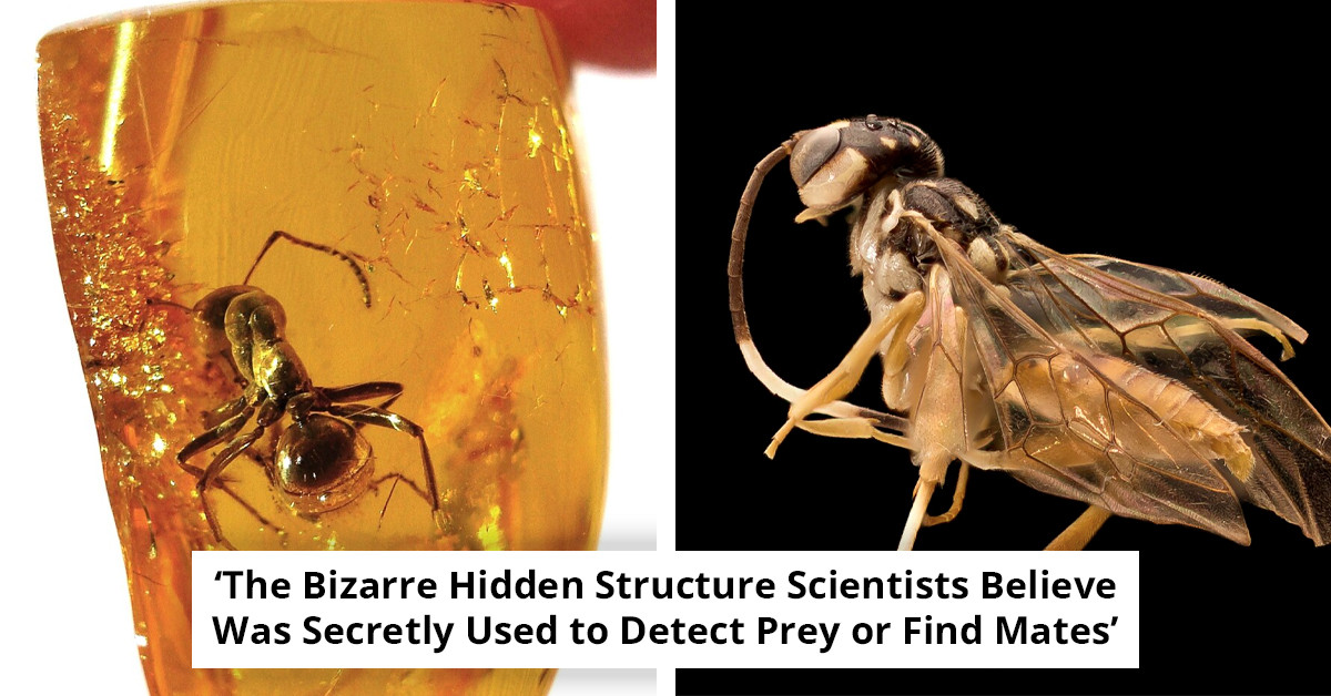 Scientists Discover Creature 'Beyond Imagination' Preserved in 99-Million-Year-Old Amber