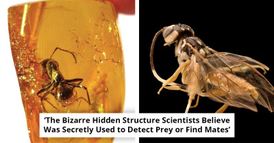 Scientists Discover Creature 'Beyond Imagination' Preserved in 99-Million-Year-Old Amber