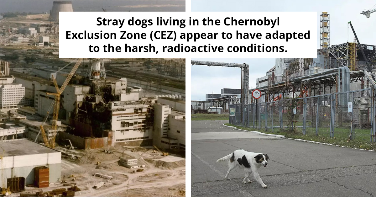 How Chernobyl’s Stray Dogs Are Adapting To Life In A Radioactive World