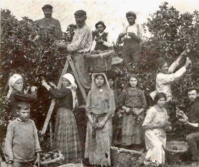 "Arabs and Jews Picking Oranges Together in Jaffa, Circa 1910."