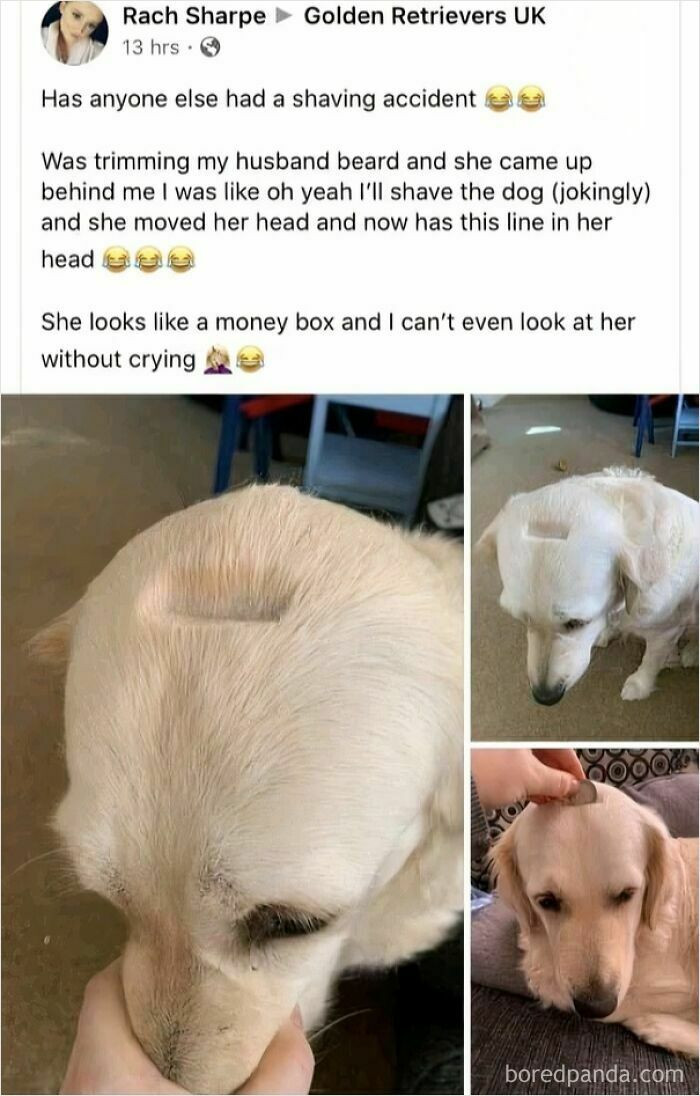 "Heck This Is Wholesome"