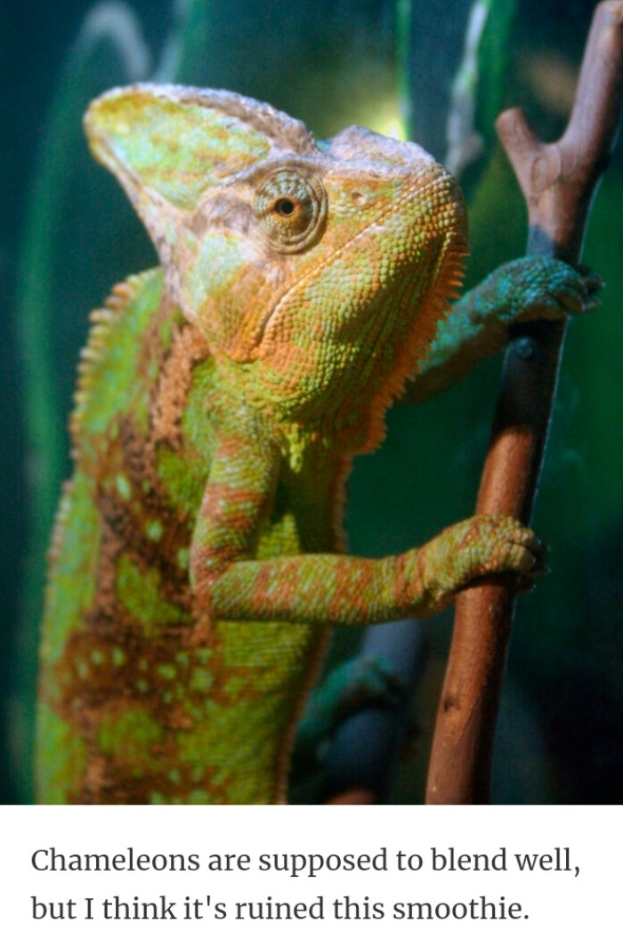 14. Chameleon smoothie