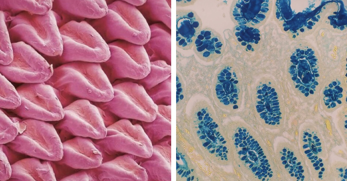 72 Times The Microscope Broke Our Brains