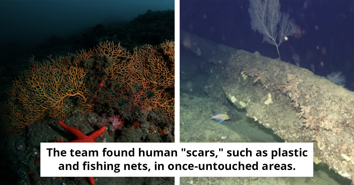 Scientists uncover unsettling findings in uncharted 3,281-foot deep underwater canyon never before explored by humans.