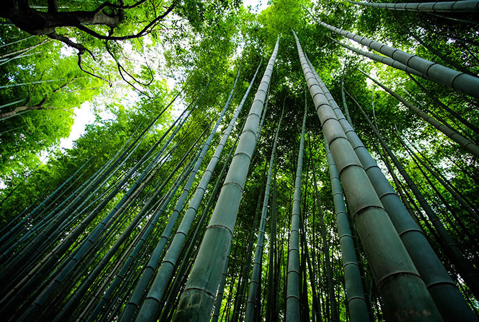 The fastest-growing woody plant on Earth is bamboo, capable of growing up to 35 inches in just one day.