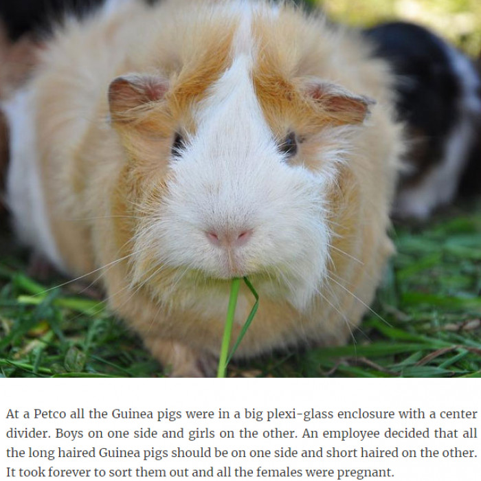 1. The story of the guinea pigs
