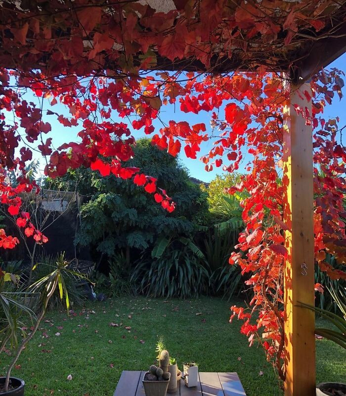 Decorative vines for decoration.