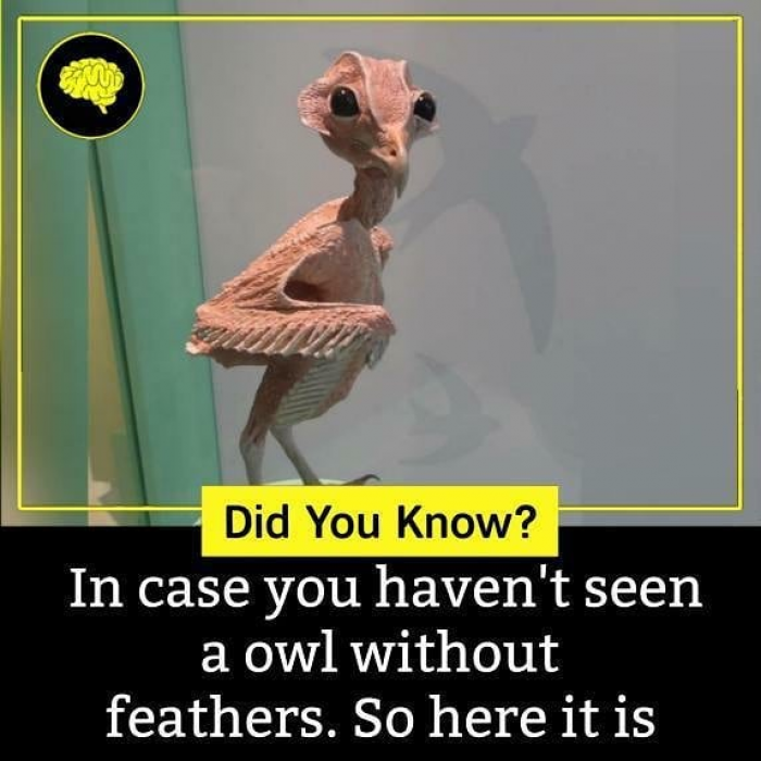 30. An owl without feathers: