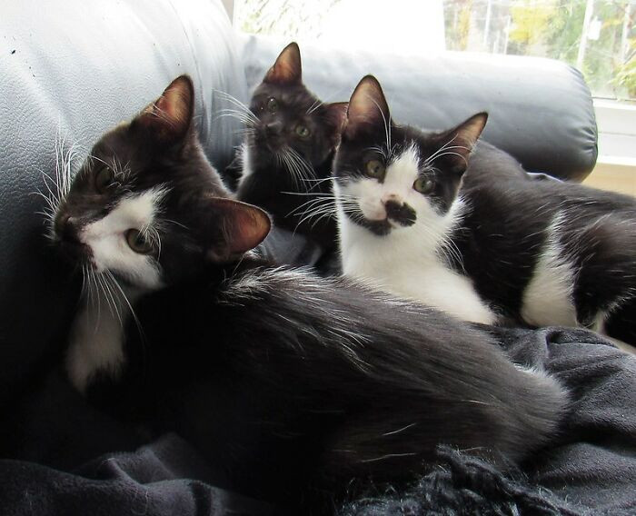 Don't promise to pet sit if you can't commit.