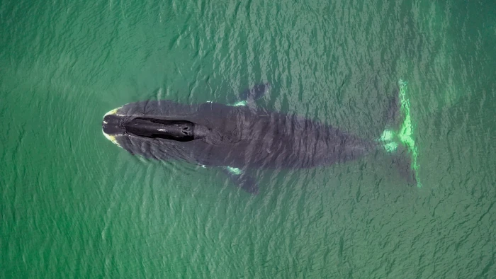 Majestic whale swimming in open ocean, highlighting resilience in harsh seas