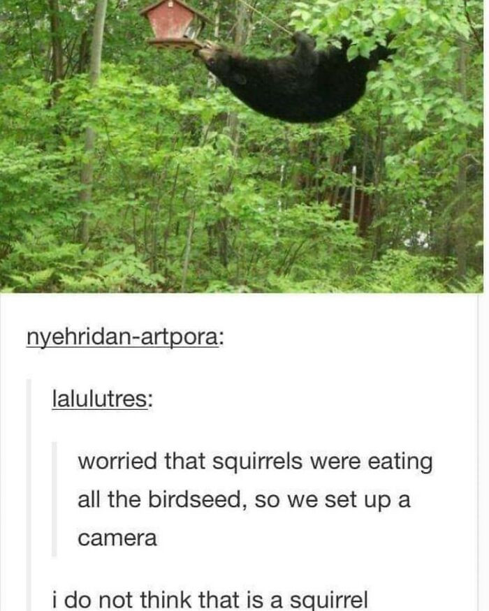 45. That is not a squirrel