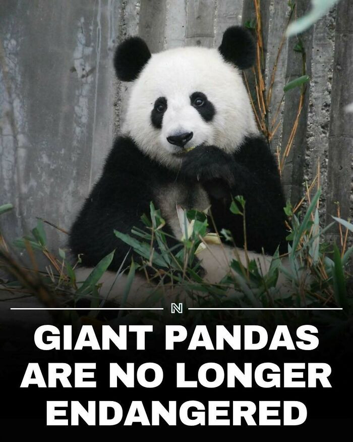 Pandas Step Back From the Brink