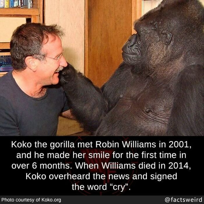 38. Koko the Gorilla loved Robin Williams
