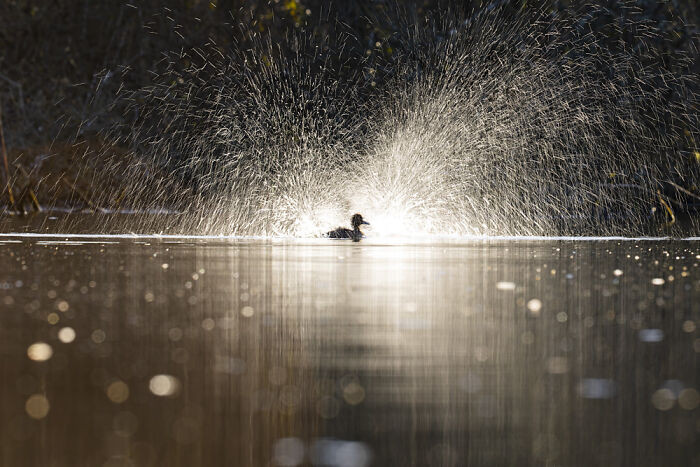 Scottish Wildlife Behaviour, 3rd Place: Champagne Bath By Stephen Rodger