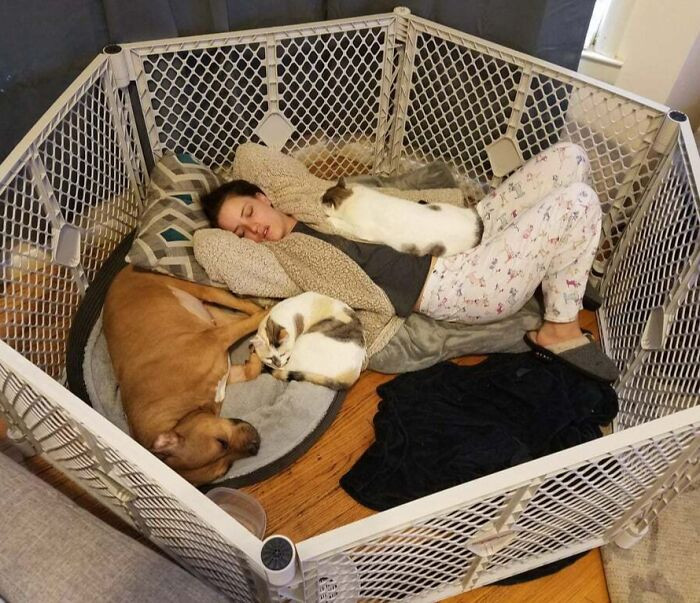 "Our Piglet (Tan Girl) Had Surgery On Her Stomach For Swallowing A Bit Of Corn Cob She Found"