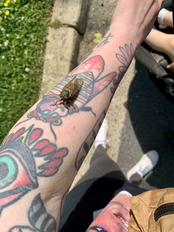 29. This Cicada On My Cicada Tattoo