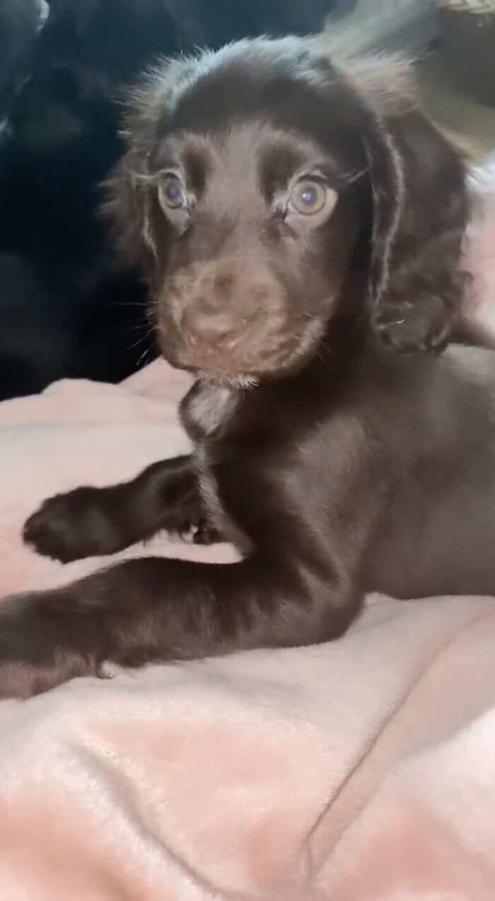 A charming cocker spaniel.