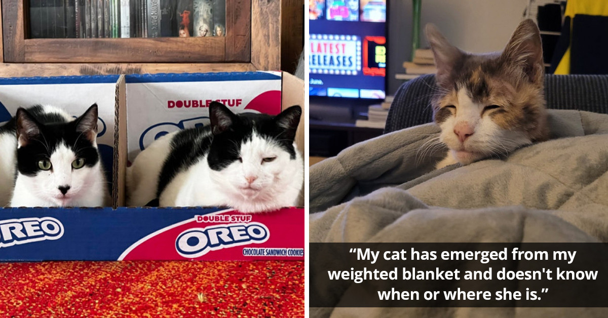 Wholesome Internet Content You Should Definitely Check Out