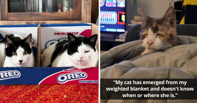 Wholesome Internet Content You Should Definitely Check Out