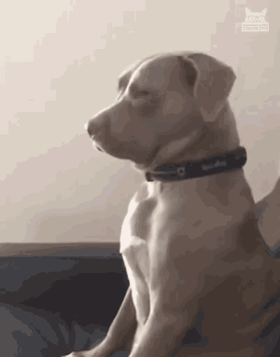 And usually, the dog isn't actually *doing* anything