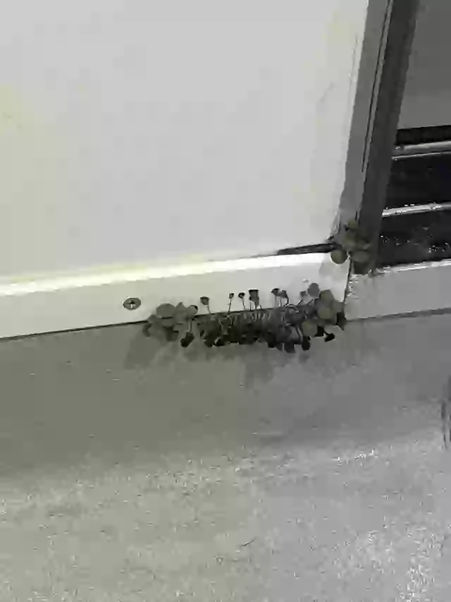 The user shared an unusual bathroom discovery.