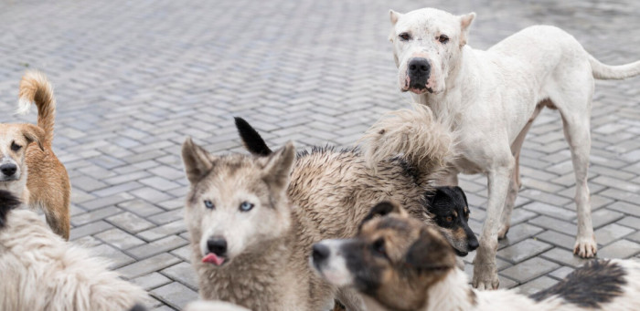 4. Dogs (rabies): tens of thousands