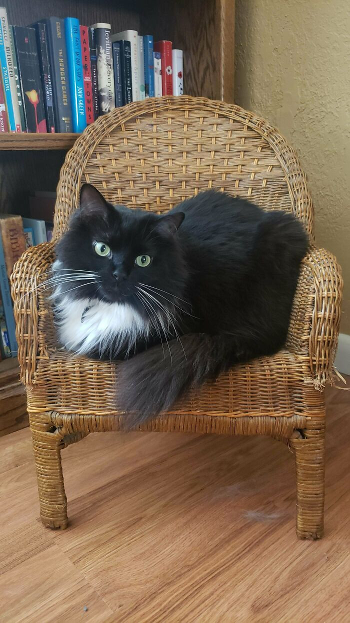 30. My Handsome Boy Bastian On His Wicker Throne
