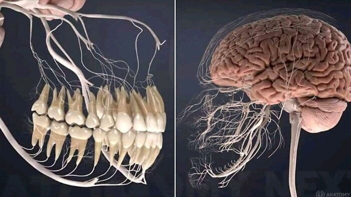 This is what all the nerves connected to your teeth look like.