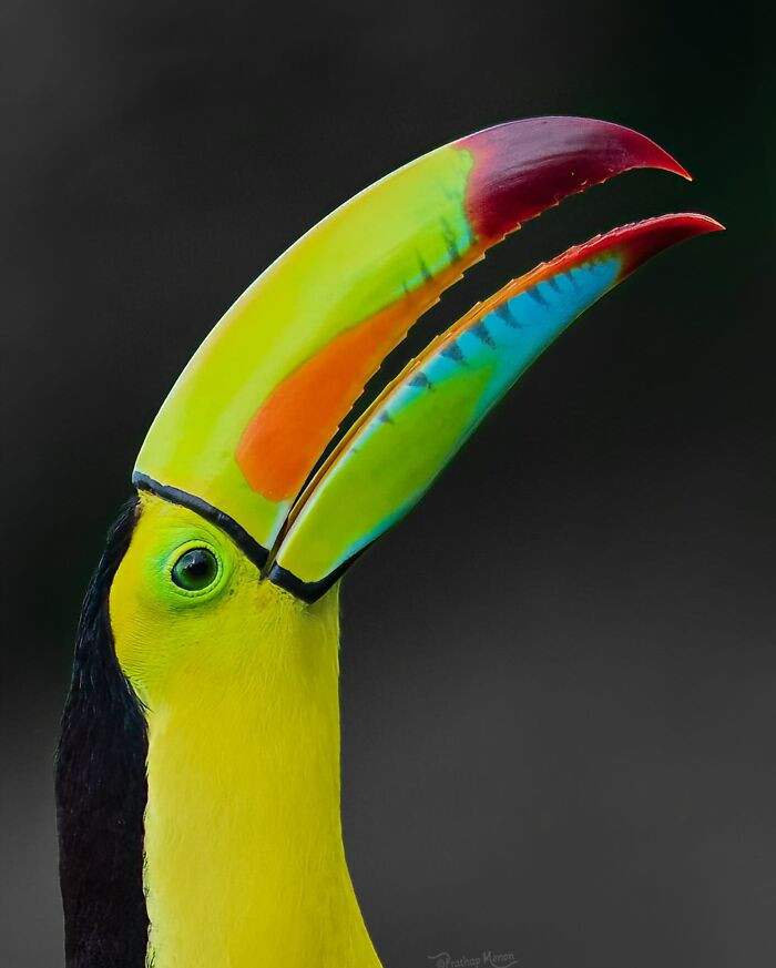 Keel-Billed Toucan