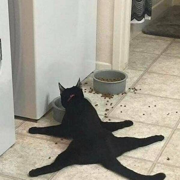 27. The cat doesn't want any disturbance