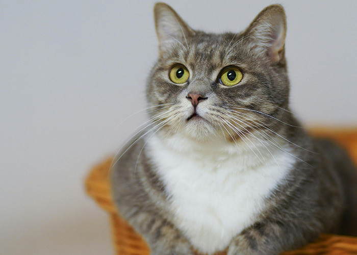 Someone dialed 911 because their cat seemed “sad,” leaving me unsure whether to laugh at the absurdity or shake my head in disbelief.