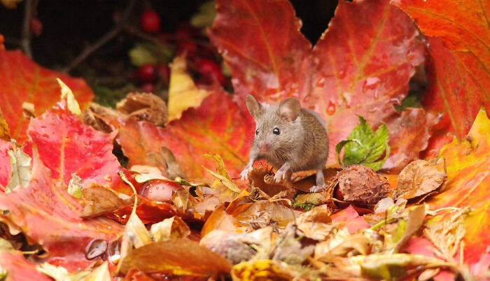 Mouse On The Fallen Autumn Leafs