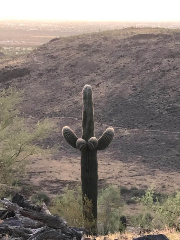 15. This cactus has definitely gone wild