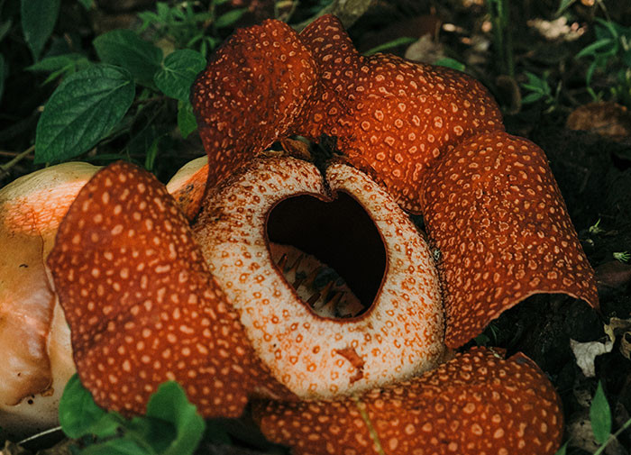 The titan arum (Amorphophallus titanium) is the world’s largest unbranched flower, growing up to 15 feet tall. Its rotting-meat smell earned it the name “corpse flower.” Like the rafflesia, it uses this odor to attract pollinating flies.