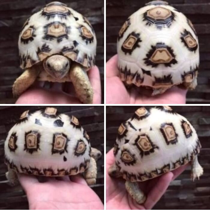 "White Leopard Tortoise"