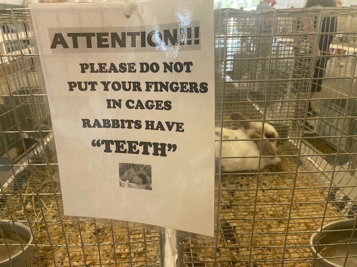 "I’m Not A Fan Of Rabbit “Teeth”