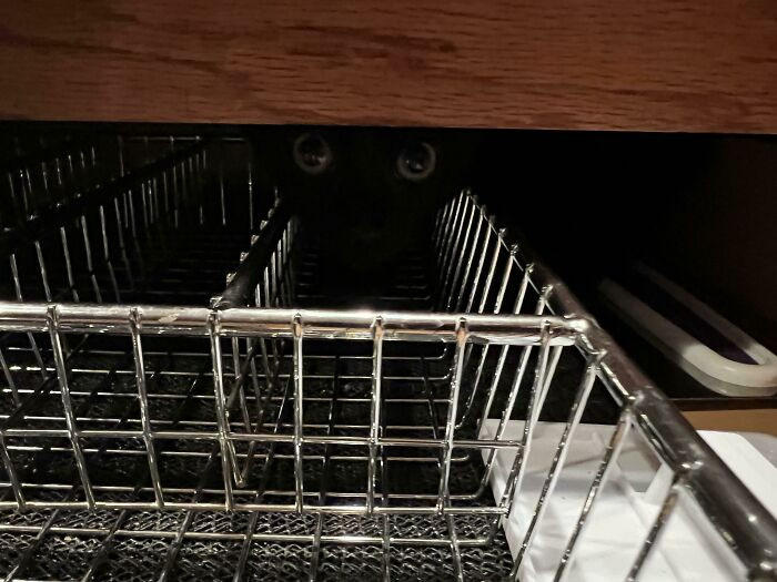 "I kept hearing noises coming from my cabinets. I checked everywhere. The last place I looked was the silverware drawer."