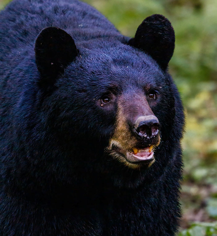 17. Bringing in the dog