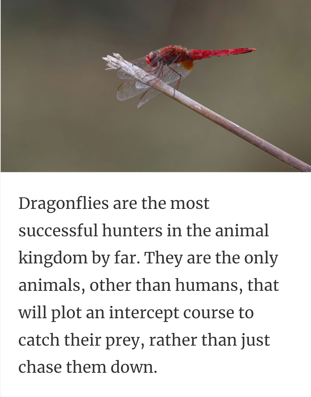 24. The most successful hunters