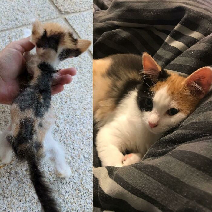 "Two Months Ago A Box Full Of Severely Malnourished Kittens Was Left At The Vets, Unfortunately Only One Of Them Was Still Alive But She Was Only Just Hanging On"