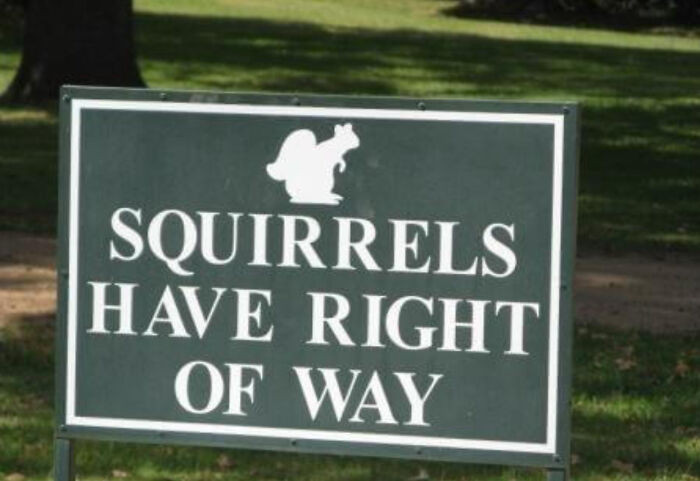 "I Don't Think Squirrels Can Do Anything"