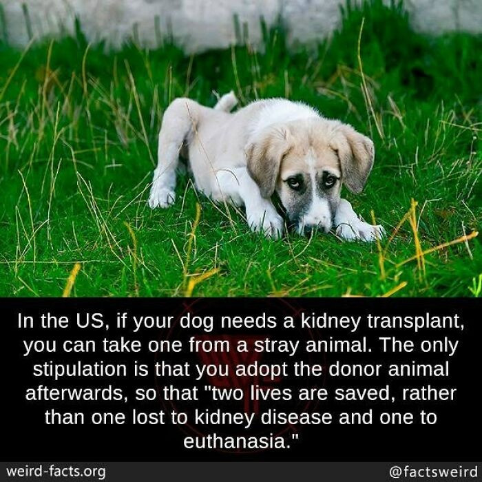 23. The U.S. will allow you to take a kidney from a stray dog if yours needs one, under one condition