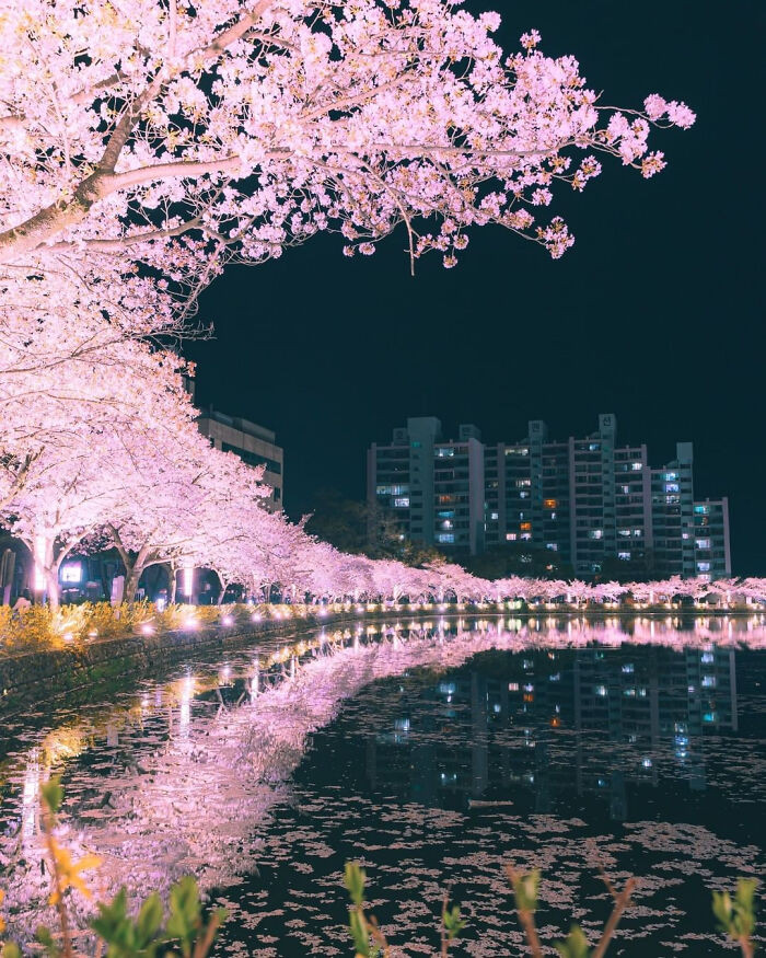 "Cherry Blossom, South Korea"