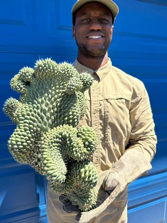 "Boxing Gloves Cactus"