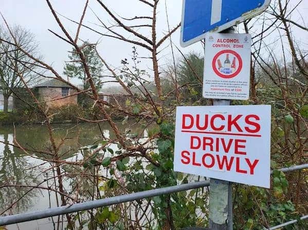 18. Ducks behind the wheel? Well, that explains the traffic.