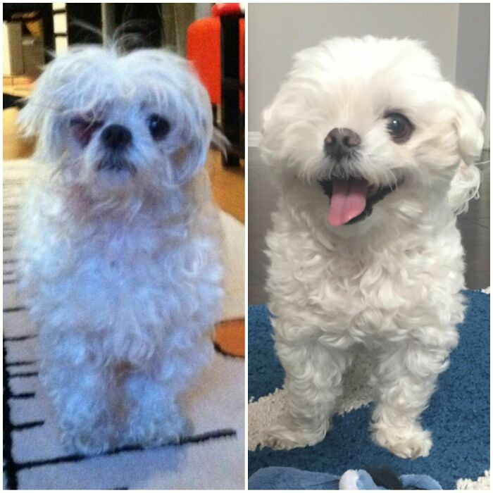 "Before & After Of My Adopted Pup"
