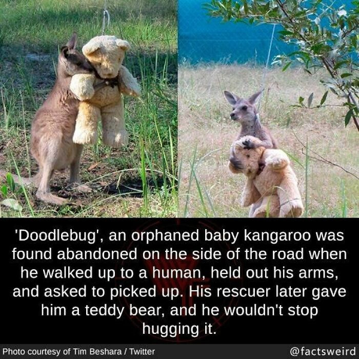 12. A doodlebug approached humans for help after being abandoned