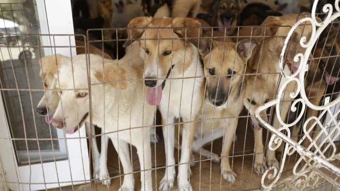 Protesters raise concerns about animal welfare during street dog mass killings in Morocco