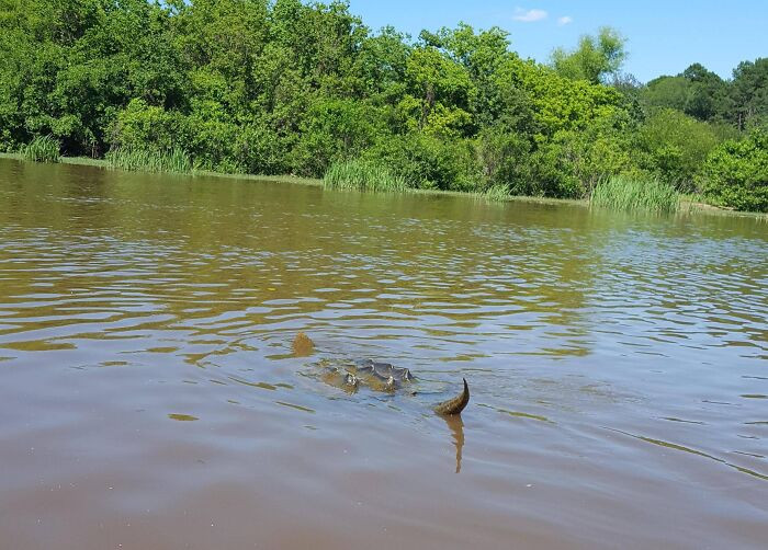 Saw This Monster On The River A Few Weekends Ago. It Was Over 4ft. The Game Warden Told Us We Will Probably Never See One That Big In The Wild Again
